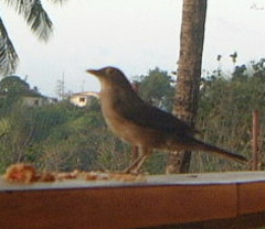 Bare-eyed Thrush